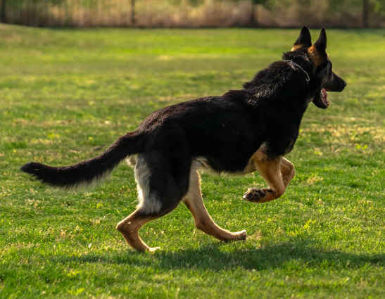 United K9.jpg