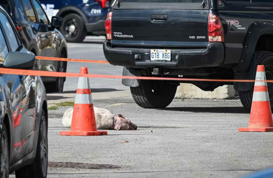 THREE DOGS-02.jpg