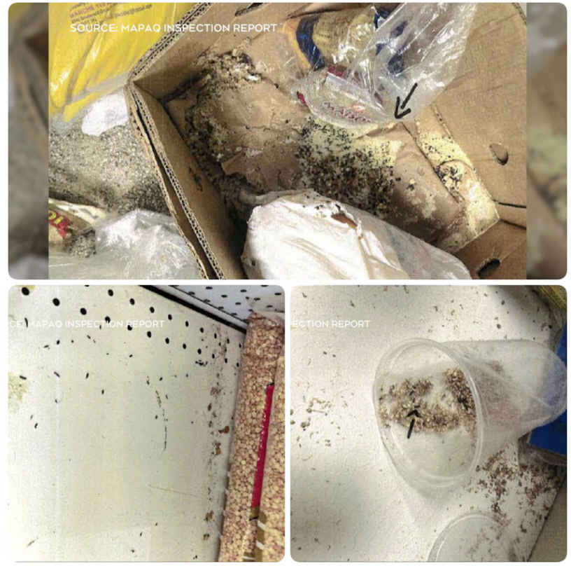 rodent infestation-02.jpg