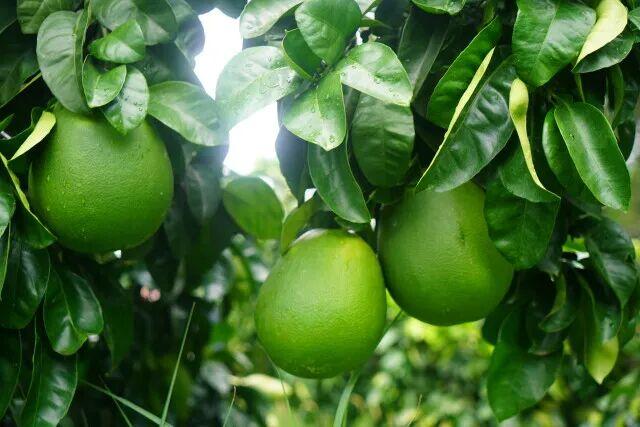 夏婳 || 一树柚桂思乡心