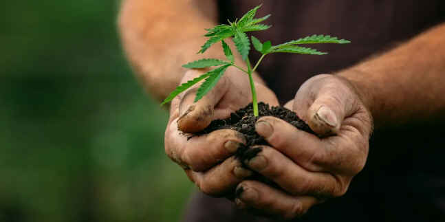 魁北克省近两成人吸食大麻   在家种植合法吗？
