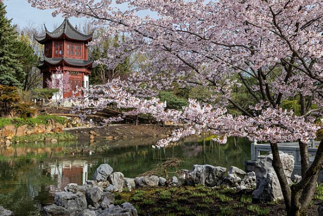 蒙特利尔春日樱花季　城市与自然共绘“花见”风景线