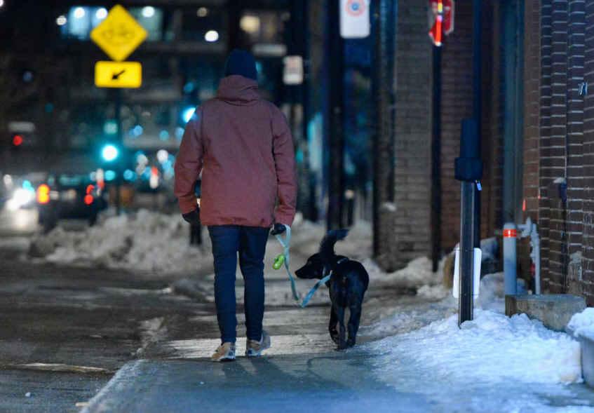 蒙特利尔去年攻击性犬只举报创纪录