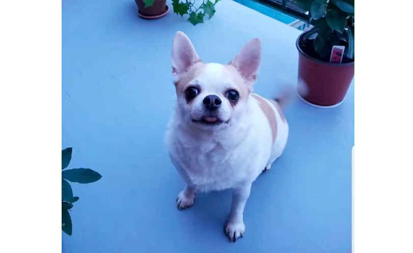蒙特利尔出现首宗犬细小病毒死亡病例  引发担忧